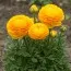 Ранункулюс Tomer Yellow фото
