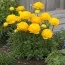 Ранункулюс Tomer Yellow фото