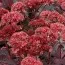 Седум Raspberry Truffle фото