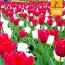 Мікс ландшафтний Reason to be Cheerful (Брендові цибулини Jub Holland) фото