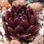 Камяна троянда Red Papaver фото