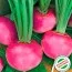 Редька зимова червона кругла фото