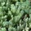 Седум Reflexum фото