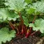 Ревінь Red Champagne фото