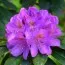 Рододендрон Catawbiense Grandiflorum фото