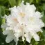 Рододендрон Nene (Нене) фото