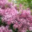 Бузок Pink Parfum фото