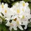 Рододендрон Madame Masson фото