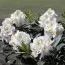 Рододендрон Madame Masson фото