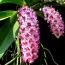 Ванда Рінхостіліс (Rhynchostylis) (Багатокольоровий) фото