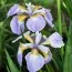 Ірис Siberica Rikugi Sakura фото