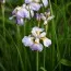Ірис Siberica Rikugi Sakura фото