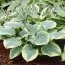 Хоста Robert Frost фото