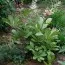 Роджерсія Elegans фото