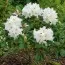 Рододендрон Cunningham's White фото