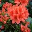 Рододендрон Geisha Orange фото