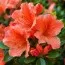 Рододендрон Geisha Orange фото