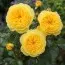 Троянда штамбова Lemon Pompon фото