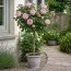 Троянда штамбова Peony Pink фото