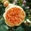Троянда Crown Princess Margareta фото