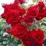Троянда Amadeus фото
