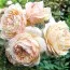 Троянда Ambridge Rose фото