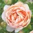 Троянда Ambridge Rose фото