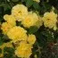 Троянда Friesia фото