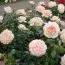 Троянда Garden of Roses фото