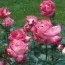Троянда Rose Gaujard фото