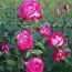 Троянда Rose Gaujard фото