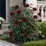 Троянда Gräfin Diana фото