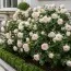 Троянда Herzogin Christiana фото