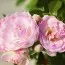 Троянда Morsdag Pink фото