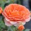 Троянда Orange Meilove фото