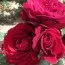 Троянда Red Abundance фото