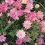 Троянда Tricolor Fairy фото