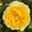 Троянда Yellow Flower Village фото