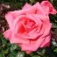 Троянда Abbeyfield Rose фото