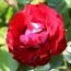 Троянда Rose der Einheit фото