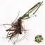 Троянда Kew Gardens фото