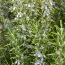 Розмарин Officinalis фото