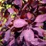 Скумпія Royal Purple фото