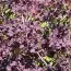 Скумпія Royal Purple фото