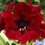 Амариліc Royal Velvet  фото