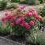 Троянда Pink Forest Rose фото