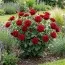 Троянда Red Flower Village фото
