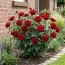Троянда Red Flower Village фото