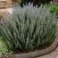 Розмарин Officinalis фото