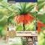 Фрітіларія Imperialis Rubra (Брендові цибулини KAPITEYN®) фото